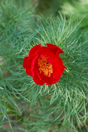 Paeonia tenuifolia